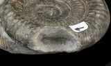 Dactylioceras Ammonite With Predation - UK #42673-1
